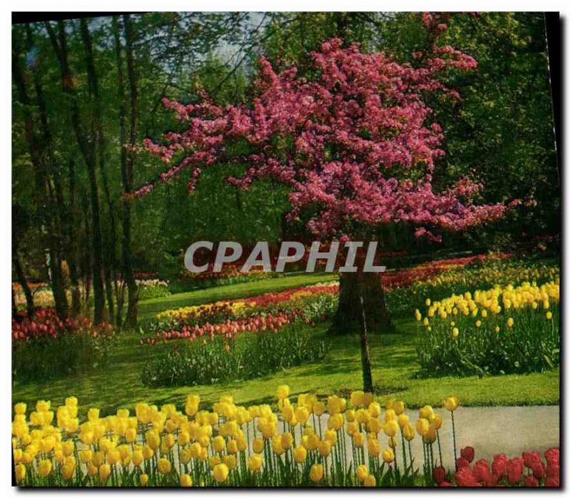 Modern Postcard Keukenhof Lisse Holland