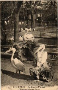 CPA AK PARIS (5e) Jardin des Plantes. Pelicans blanc Europe (601764)