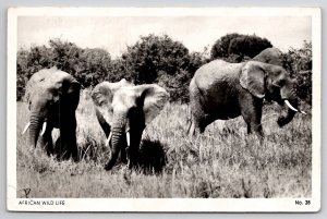 RPPC Beautiful Elephants African Wild Life c1960s Postcard G26