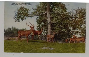 Red Deer Herd