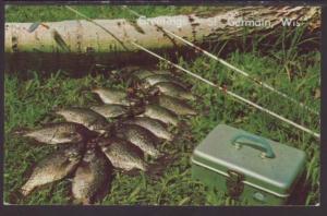 Greetings From St Germain,WI,Crappies Postcard 