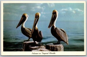 Vtg Pelicans in Tropical Florida FL 1950s Curteich View Postcard