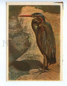 237888 RUSSIA Moscow ZOO blue heron old postcard