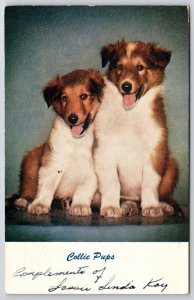 1948 Collie Pups Two Dogs The Same Color And Breed Sitting Posted Postcard