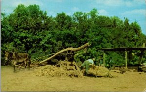 North Carolina Making Sorghum Molasses The Old Fashioned Way Down South