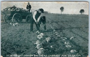 1912 Atlee Burpee Seed Growers Receipt Postcard Advertising Danish Cabbage A74