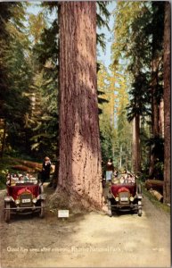 Postcard Giant Firs Seen After Entering Rainier National Park, Washington