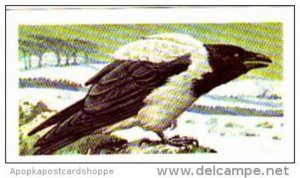 Brooke Bond Tea Trade Card Wild Birds In Britain No 2 Hooded Crow