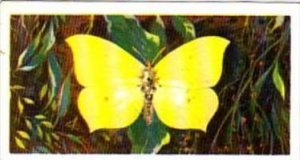 Brooke Bond Tea British Butterflies No 46 Brimstone