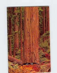 Postcard Giant California Redwood, California