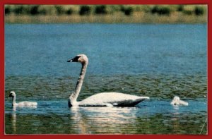 The Swan Family - [MX-1139]