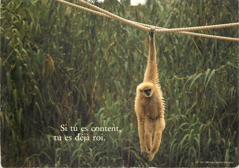 animal humor monkey funny Post card