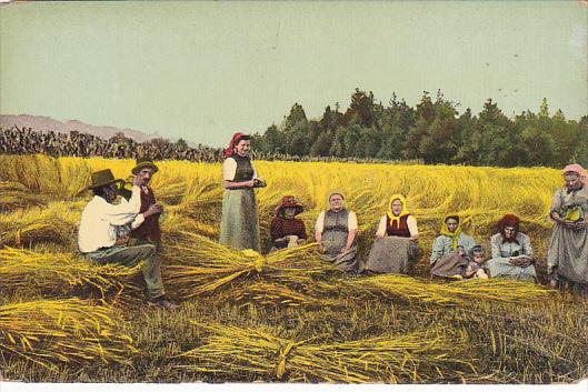 Harvest Scene Hay Making