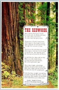 Postcard - The Redwoods - Northwest California