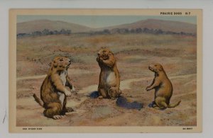 Prairie Dogs