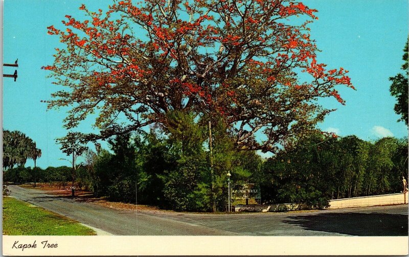 Kapok Tree Winter Bloom Florida FL Clearwater Postcard VTG UNP Curteich Vintage  