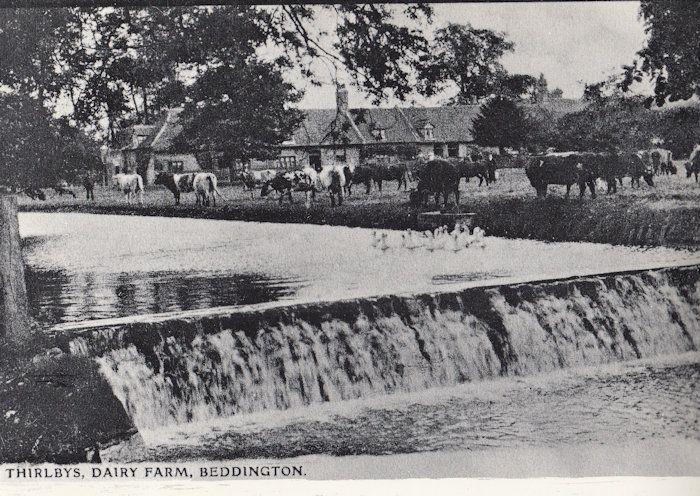 Thirlbys Dairy Farm Beddington Park Sutton London Postcard