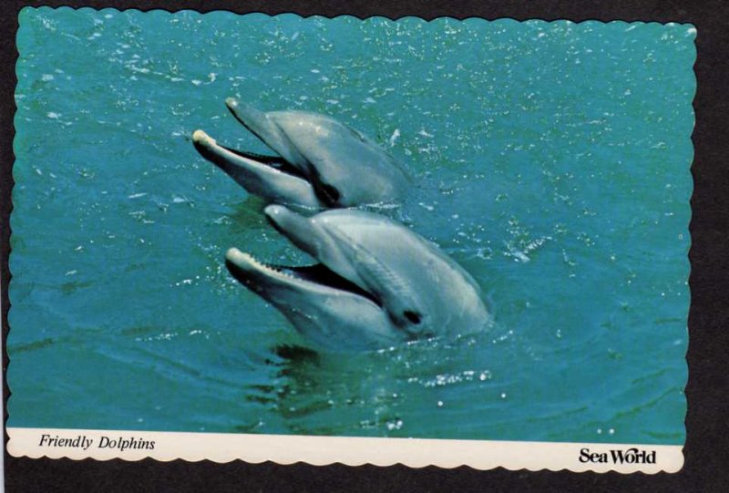 FL Sea World Amusement Park Dolphins Show Orlando Florida Postcard