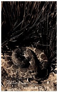 Rattlesnake   RPC