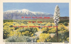 CA, Palm Springs, California, Encelia & Yucca Blooming, Willard Pub No 2A-H355