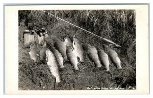 RPPC  WILLOW CREEK, Alaska AK  An Alaskan Catch FISH, Rod & Tackle  Postcard