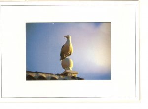 Lot of six (6) Nice modern birds  postcards