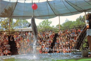 Tessie, Dolphin, Hershey Park - Pennsylvania PA  