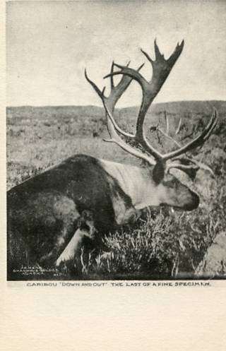 Caribou Down and Out  The Last of a Fine Specimen