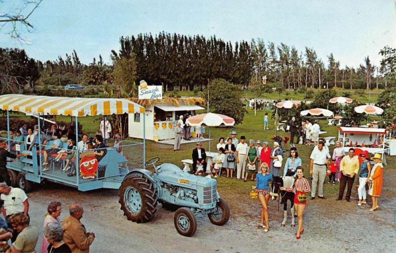 Palm Beach Florida Knollwood Groves Fairground Vintage Postcard K81661