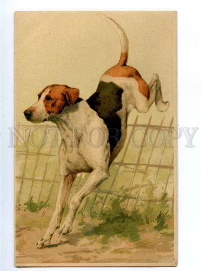 156501 HUNT Dog POINTER Vintage Meissner & Buch PC