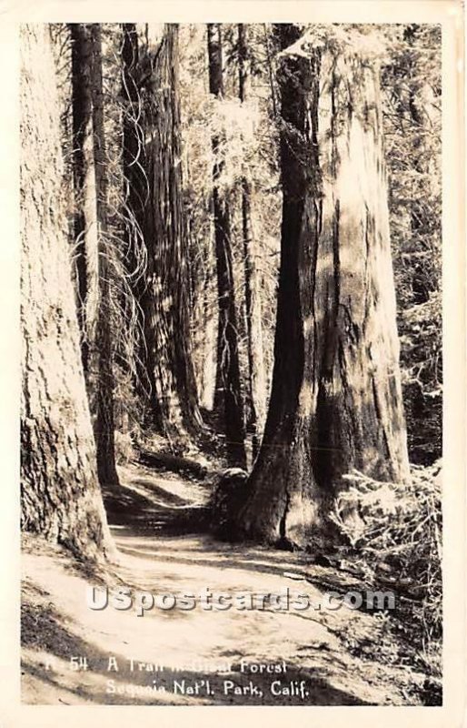 Real Photo - Trail in Giant Forest - Sequoia National Park, California CA  