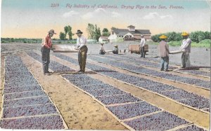 Drying Figs in the Sun Fig Industry Fresno California