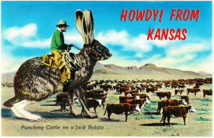 Kansas Cowboy Punching Cattle on a Jack Rabbit Exaggeration Comic Postcard 1980s