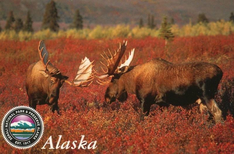 Two Bull Moose in Denali National Park, Alaska