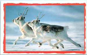 M-11760 Two Reindeers Running by Jim Brandenburg