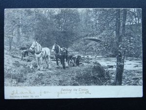 Country Life SHIRE HORSES FETCHING THE TIMBER c1903 Postcard by The Wrench 1676