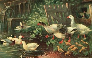 Vintage Postcard 1913 Mother And Baby Ducks & Chickens Playing In The Pond