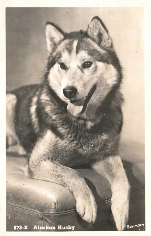 VINTAGE POSTCARD ALASKAN HUSKY DOG IN REAL PHOTO POSTED AT SEWARD AK 1954