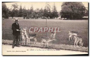 Old Postcard Lyon Parc de la Tete d'Or Deer