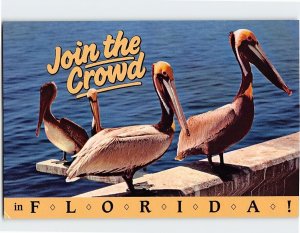Postcard Join the Crowd Pelicans in Florida USA