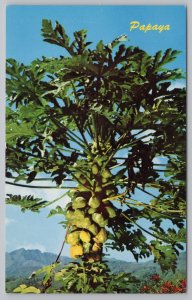 State View~Hawaiian Papaya Tree~Vintage Postcard