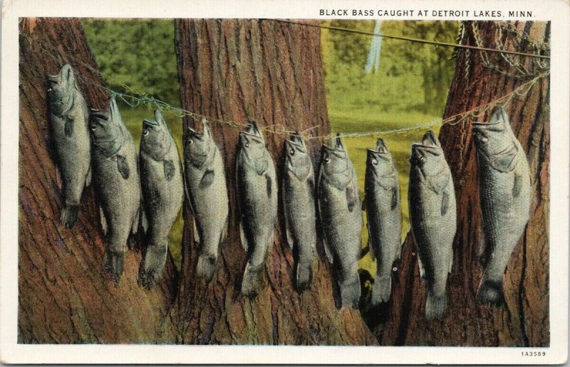 Black Bass Caught at Detroit Lakes MN Fish Fishing c1935 RPO Postcard F47