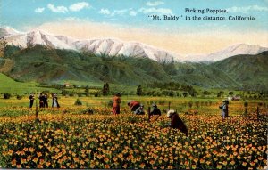 California State Flower Picking Poppies Mt Baldie In The Distance Curteich