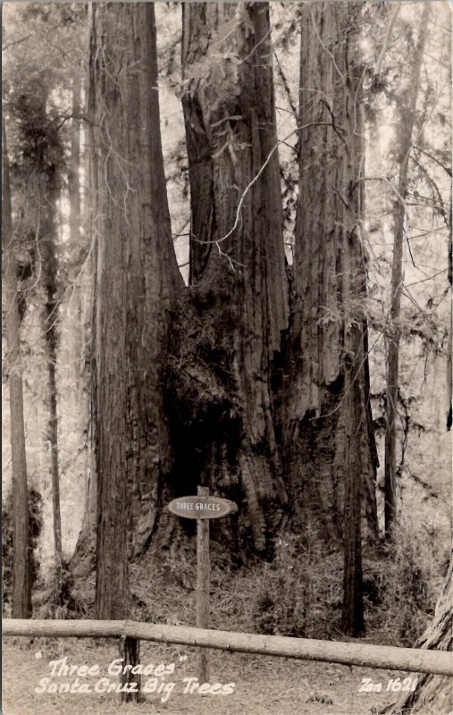 Santa Cruz Big Trees Three Graces RPPC Postcard Z27