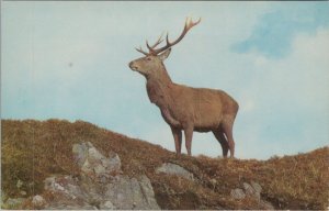 Animals Postcard - Red Deer, British Wildlife  Ref.RS33393