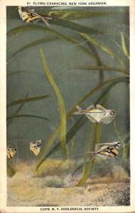 New York City The Aquarium Flying Characins
