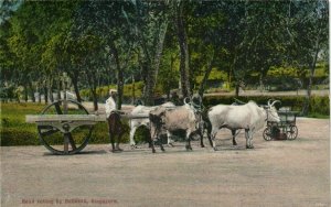 PC CPA SINGAPORE, ROAD ROLLING BY BULLOCKS, Vintage Postcard (b22508)