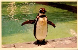 Birds Penguin At Busch Gardens Tampa Florida