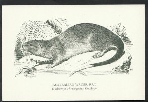 Animals Postcard - Australian Water Rat - Hydromys Chrysogaster Geoffroy BH6251