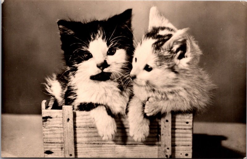 Real Photo Postcard Two Kittens in a Tiny Crate